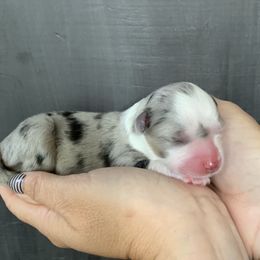 Miniature Australian Shepherd Puppies from Windy Hills Mini Aussies