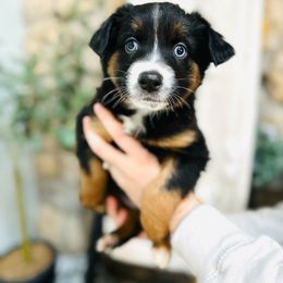Jack Frost - Black tri Miniature Australian Shepherd puppy in Marysville, Indiana from New Market Aussies