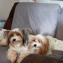 Yorkshire Terriers from Sauty Dog Yorkies