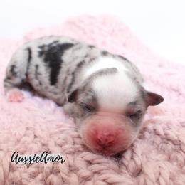 Bi Merle 3 - Blue merle female Miniature Australian Shepherd puppy in Pinehurst, Texas from Aussie Amor
