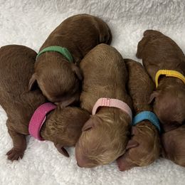 Poodle Puppies from Coasta J’s Toy Poodles