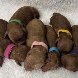 Poodle Puppies from Coasta J’s Toy Poodles