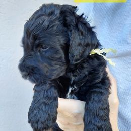 Goldendoodle and Poodle Puppies from Golden State Good Dogs