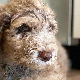 Goldendoodles and Poodles from GoldStar Doodles USA