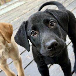 Groot - Green collar - Black male Labrador Retriever puppy in Great Falls, Montana from Yogo Point Kennels