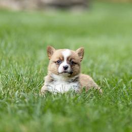 Everest - Red male Pembroke Welsh Corgi puppy in Narvon, Pennsylvania from Corgi Companions