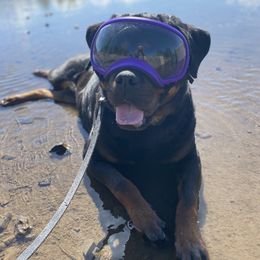 Rottweilers from Exemplar Rottweilers