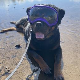 Rottweilers from Exemplar Rottweilers