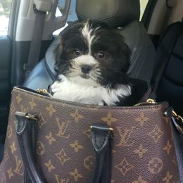 Duke - Black and white male Shihpoo puppy in Cumming, New York from Nell’s Doodle & Dolls