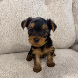 Miss St. Moritz - Blue and gold female Yorkshire Terrier puppy in Queens, New York from The Dior Line