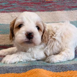 Prince - Red and white male Cockapoo puppy in Lebanon, Missouri from Kaitlen's Doodle Pups