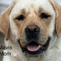 Mavis - Labrador Retriever