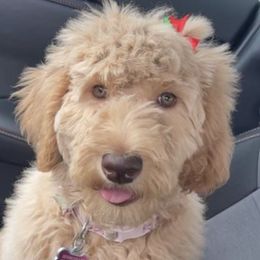 Goldendoodles and Poodles from Precious V Poodles & Doodles