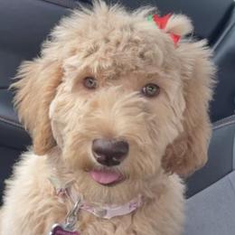Goldendoodles and Poodles from Precious V Poodles & Doodles