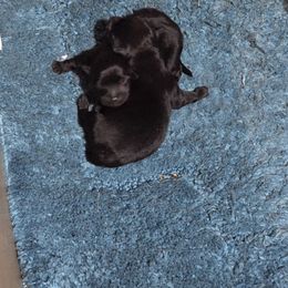 Black Boy - Black male Schipperke puppy in Alcester, South Dakota from Dakota Dreamin Schipperkes