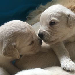 Golden Retriever and Labrador Retriever Puppies from Golden Hills Retrievers