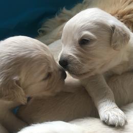Golden Retriever and Labrador Retriever Puppies from Golden Hills Retrievers