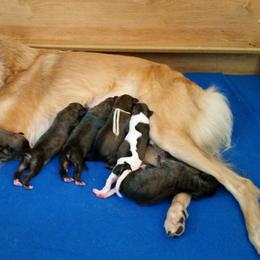 Windsprite Puppies from Stone House Windsprites