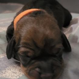 Dachshund puppies from Enchanted Desert