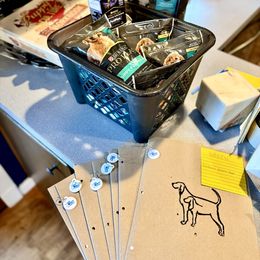 Black and Tan Coonhound Puppies from Toodaloo Coonhounds