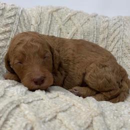 Copper - Red  male Goldendoodle puppy in Calhoun, Georgia from FamilyLoved Doodles