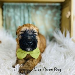 Soft Coated Wheaten Terrier Puppies from Wonderful Wheatens