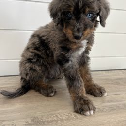 Henry - Blue merle male Bernedoodle puppy in Garrettsville, Ohio from Sunset Family Farm