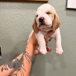 Bill Weasley-Blue - Lemon and white male Basset Hound puppy in Gulf Breeze, Florida from Breeze Basset Hounds