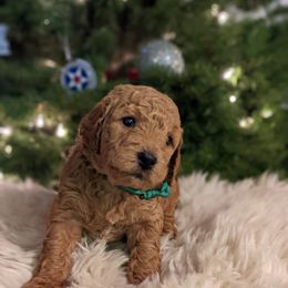 Goldendoodle Puppies from Park City Goldendoodles
