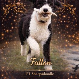 Fallon - Sheepadoodle