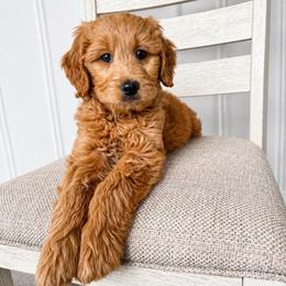 Maggie - Apricot female Goldendoodle puppy in Amery, Wisconsin from Cornerstone Retrievers