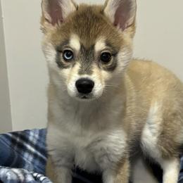 Alaskan Klee Kai and Shiba Inu Puppies from Kayobi Shibas