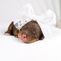Meena  (brown collar) - Brown female Bernedoodle puppy in Lehi, Utah from Heart J Bernedoodles