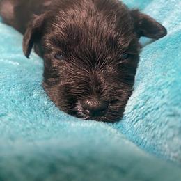 Landen (blue) - Black male Miniature Schnauzer puppy in Ravensdale, Washington from Serenity Schnauzers