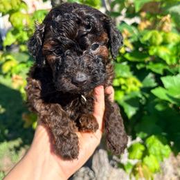 Charlie - Sable male Poodle puppy in Plano, Texas from Dogs lovers