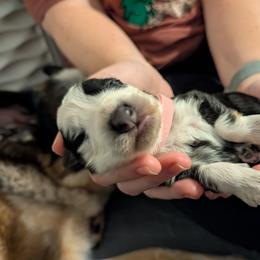 Pink collar - Panda female German Shepherd puppy in Millan, Illinois from Volhouden German Shepherds