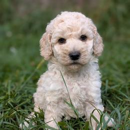 Poodle Puppies from Moirae Poodles