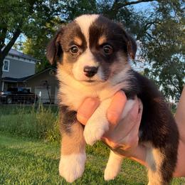 French - Black and tan female Pembroke Welsh Corgi puppy in Arcanum, Ohio from Weissway Corgis