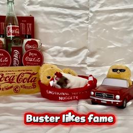 Buster Boy - White male Bulldog puppy in Tremonton, Utah from Snuggle Pups