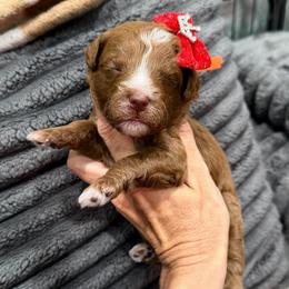 Fanta - Red  female Goldendoodle puppy in Macon County, North Carolina from Mountain Doodles