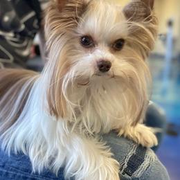 Mia - Yorkshire Terrier