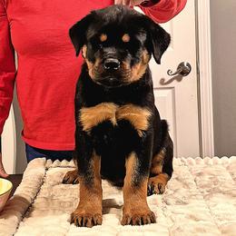 Rottweiler Puppies from Schone Rasse Rottweilers