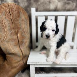Abilene - Parti female Poodle puppy in Ault, Colorado from The Peaks Premium Poodles