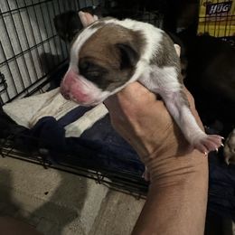 Boy 2 - Fawn male Boxer puppy in Bowling Green, Kentucky from Abney’s Boxers of Bowling Green