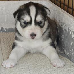 Blossom - Black and white female Siberian Husky puppy in Auburn, Washington from Black Diamond Siberian Huskies