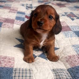 Guinness - Sable male Dachshund puppy in Springfield, Missouri from Queen City Sausage Dogs