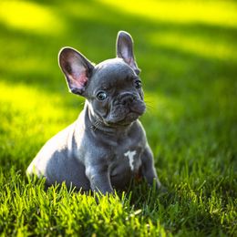 French Bulldog Puppies from K Solutions