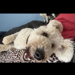 Daisy - Goldendoodle