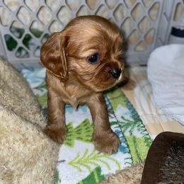 Cavalier King Charles Spaniel Puppies from Cassie’s Cavaliers
