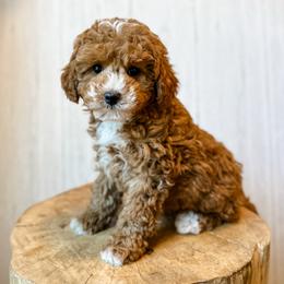 Cricket - Red male Aussiedoodle puppy in Arlington, Washington from Doodle Love Laugh
